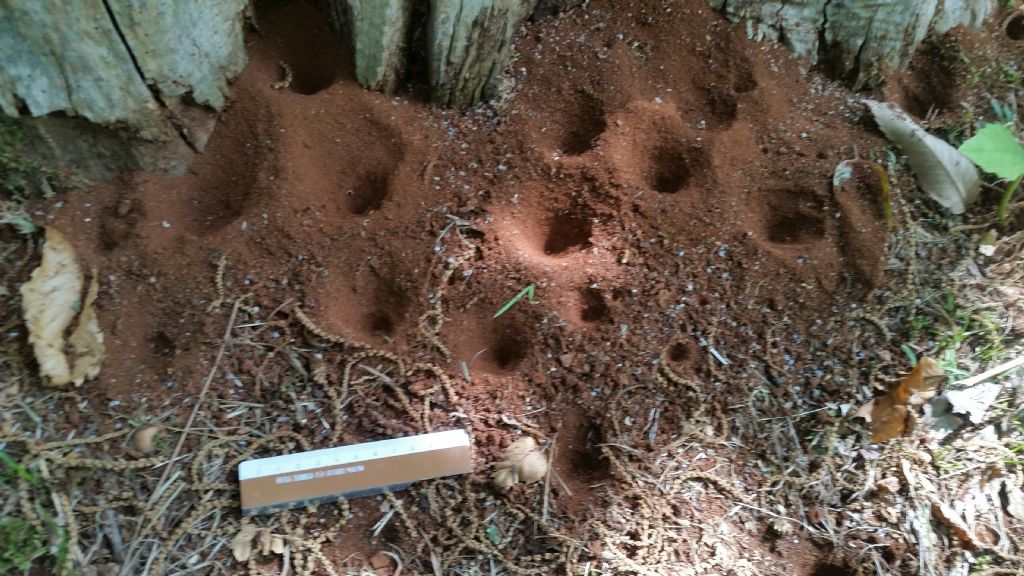 Trappole di formicaleone? No, di larve di ditteri Vemileonidae:  Vermileo sp.